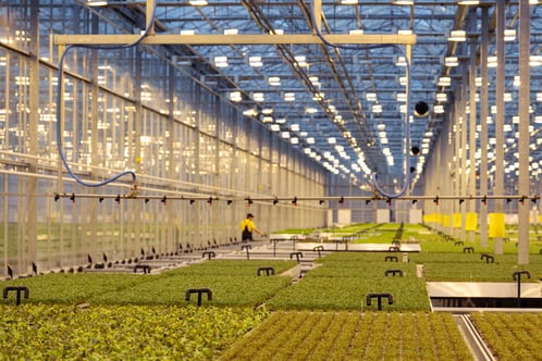 commercial greenhouse